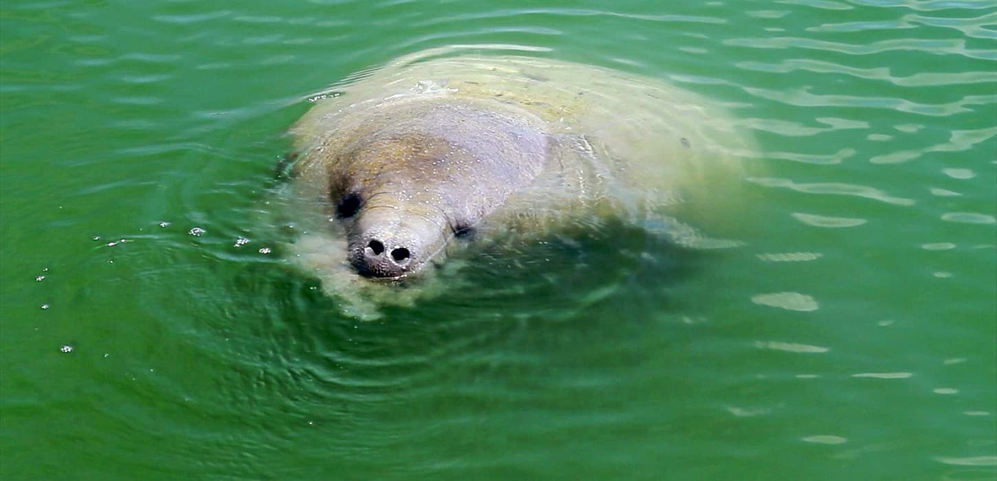 Monkey River + Manatee Watching Adventure photo 2
