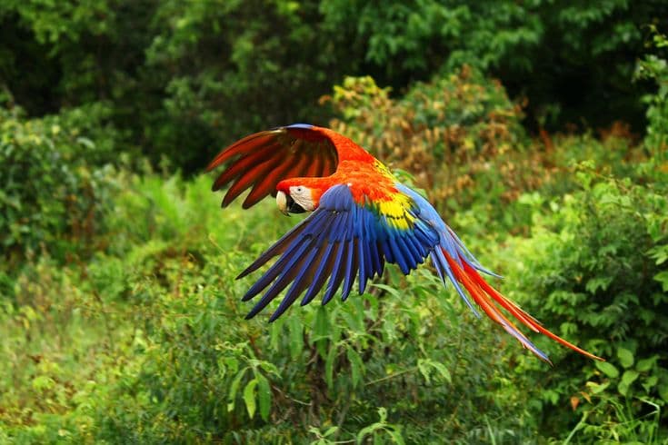 Scarlet Macaw Watching photo 2