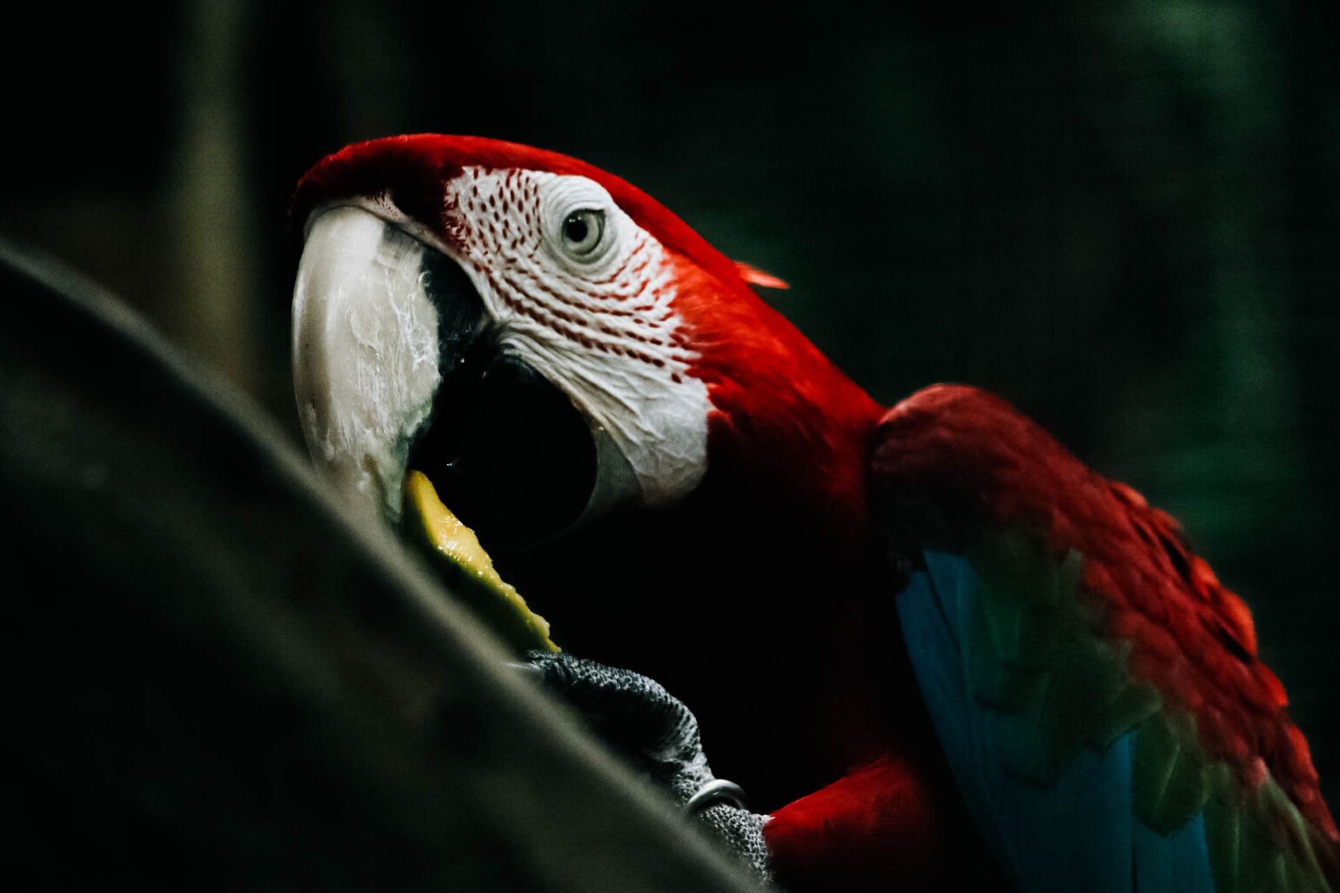 Scarlet Macaw Watching